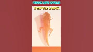 The Life Cycle of a Frog 🐸 | #Shorts | Infinity Learn NEET
