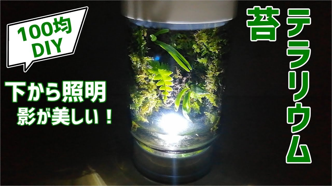 苔テラリウム 作り方 100均diy 下から照明で影が美しい苔リウム How To Make A Moss Terrarium Youtube