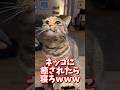 ネッコの動画で癒されたら寝ろwww #2ch #2chまとめ 動物スレ #2ch面白いスレ #動物 #犬 #猫 #癒やし #ねこ動画
