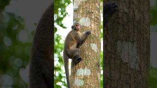 Famous Monkey Climbing On The Tree 🎄 #reels #snake Profile