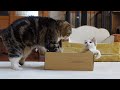 箱の上で寛ぎたかっただけのねこ。（たぶん） -Maru just wanted to relax on the box .(Maybe)-