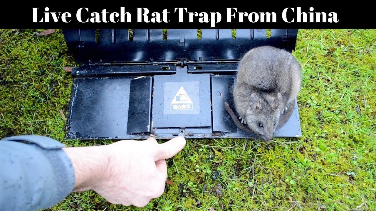 A Live Catch Rat Trap From China. Mousetrap Monday 