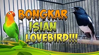 KACER BONGKAR ISIAN LOVEBIRD‼️.KACER GACOR FULL ISIAN.KACER BUKA EKOR