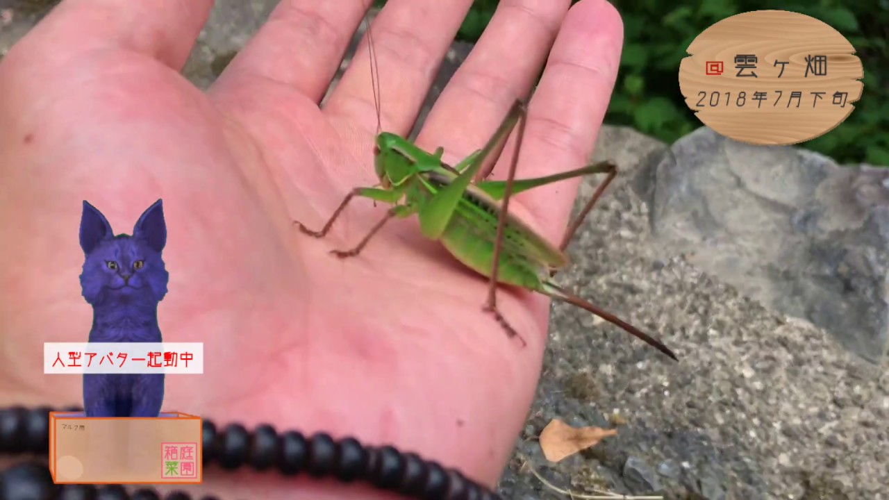 手乗りキリギリス 人の指まで噛む喰らう Youtube