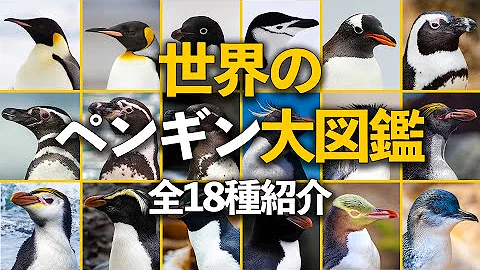 ペンギンユニバース