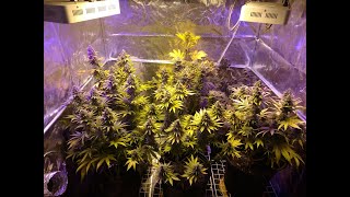 Day 103 (Flowering Day 63) - TempleGrower's Seedsman Jack Herer Growoff