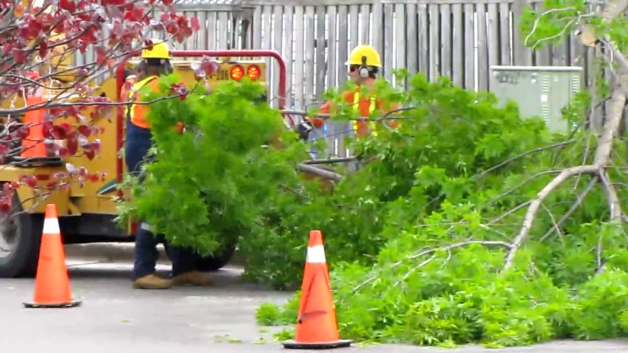 Tree Cutting After The Wind Storm - YouTube