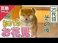 おさんぽデビューから1年…わふわふ、お花がいっぱい♪25代目【豆助通信】＜柴犬・豆柴＞Japanese dog mameshiba