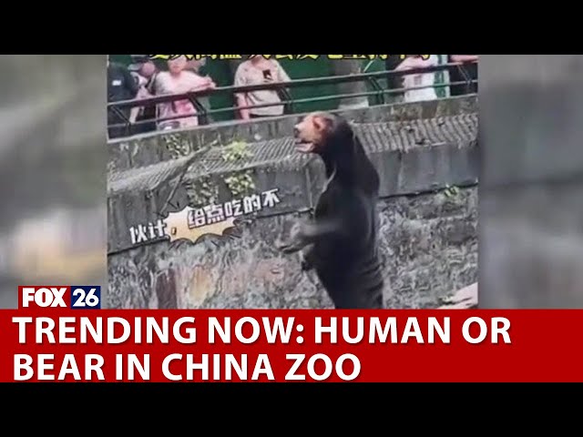 TRENDING NOW: Human or bear in China Zoo class=