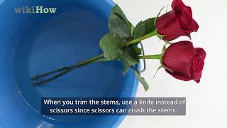 How to Keep Roses Fresh screenshot 5