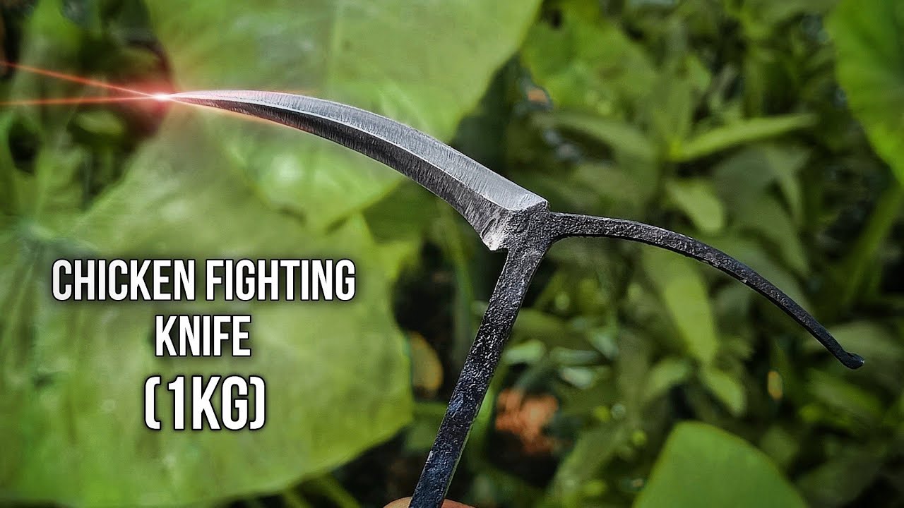Fighting Knife Made Up || murga ladai Chaku (1kg) .... !