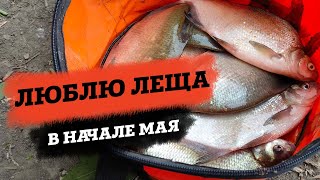 Ловля весеннего леща на быстрой Сосне в Липецкой области