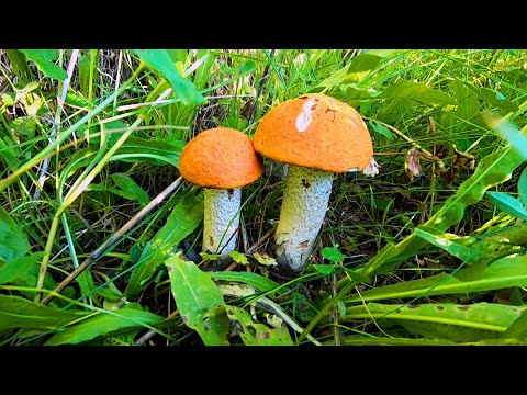 Грибы! Где, в Каком Лесу Искать Подосиновики!  Семейная Грибалка!!!