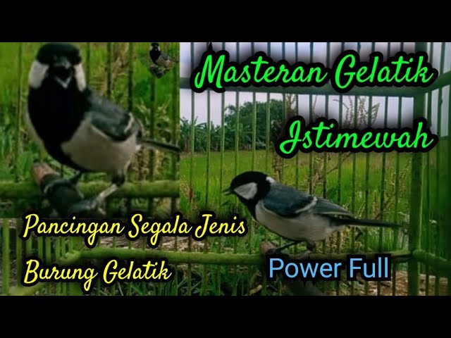 Masteran gelatik batu gacor durasi 1 jam class=