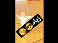 زياد زياد زياد الحلو زياد زياد زياد زياد زياد الحلو زياد زياد