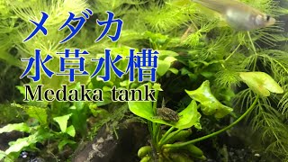 【アクアリウム】お部屋で癒されるメダカ水槽【NO-CO2 Medaka tank】