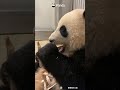 The Cutest ASMR Ever | iPanda #shorts