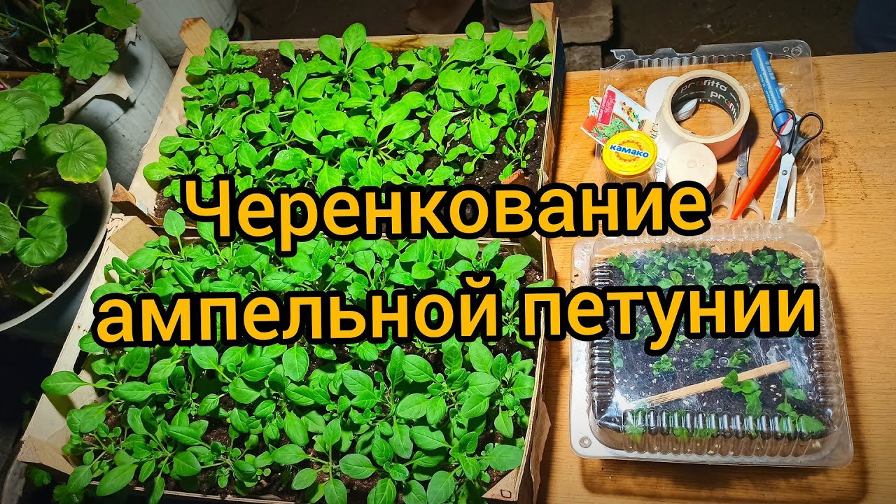 Черенкование петуний тайдал. Петуния Тайдал черенкование. Укоренение черенков петунии. Укоренение петунии в перлите. Размножение петунии черенками.