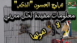 ذكر الحسون معلومات مفيدة لكل مربي لا تفوتها | #birds #طيور #مقنين