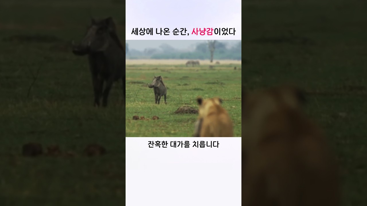 굴을 나선 멧돼지 가족에게 벌어진 일