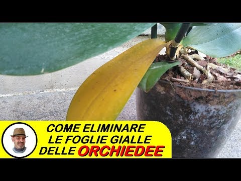 Video: Dovrei tagliare le foglie ingiallite dell'orchidea?