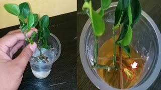 Download Lagu Cara Stek Pucuk Jeruk Purut Media Air Terbaru - SAMPAI AKAR TUMBUH MP3