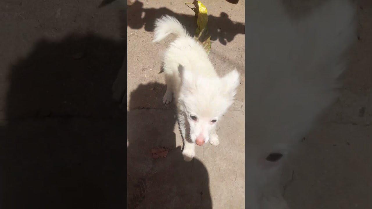 3-6 months Male Purebred Japanese Spitz
