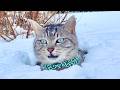 🔴猫と水音キモスライム🤯😼💨Goodnight Cat Water slime ASMR
