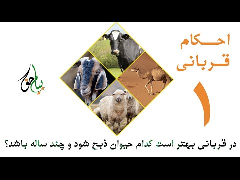 در قربانی بهتر است کدام حیوان ذبح شود و چند ساله باشد استاد محمد معروف راسخ