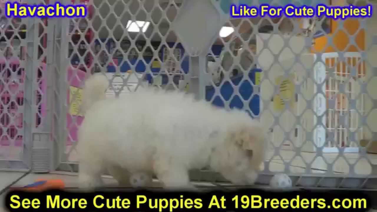 Dogs Puppies Sale Kijiji Chicago Il Dogs Puppies Sale Kijiji Chicago Il