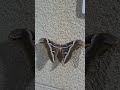 무늬가예쁘고신기한제주대형나방 #제주살이 #제주여행 #제주곤충
