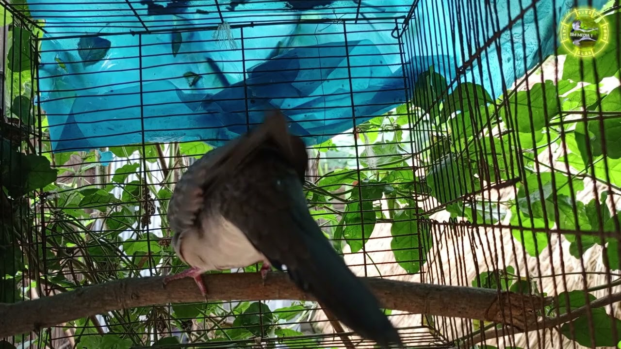 ঘুঘু পাখির ডাক 