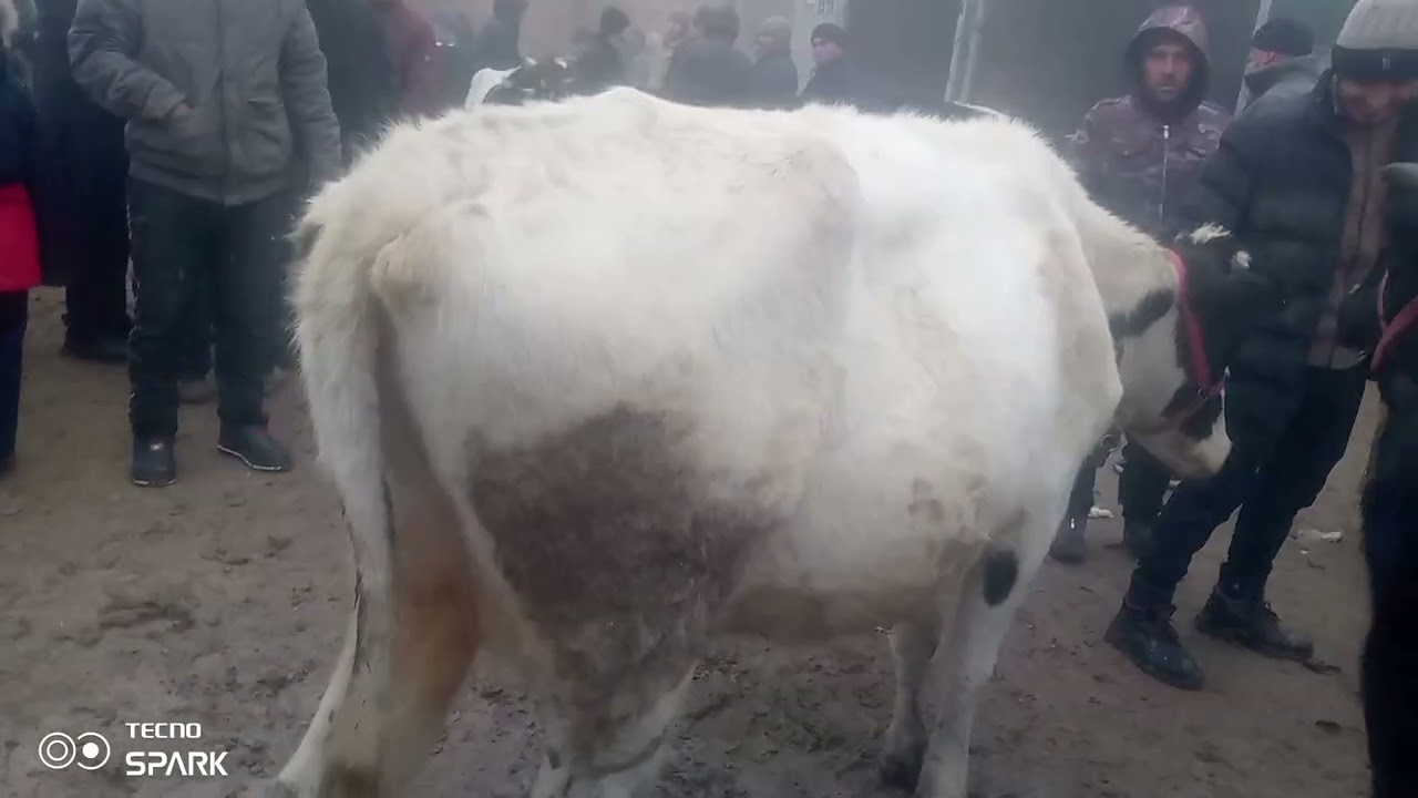 Хисор Шанбе шарфора 6.20.25 Душанбе тел 710720202