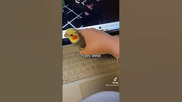 Little Cockatiel Gets Removed From Laptop After Being Naughty Parrot Bird Pet Cute Cockatiel 