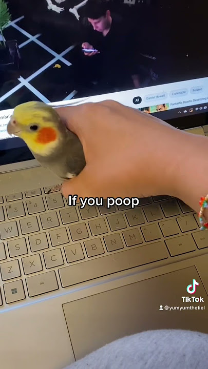 Little cockatiel gets removed from laptop after being naughty #parrot #bird #pet #cute #cockatiel
