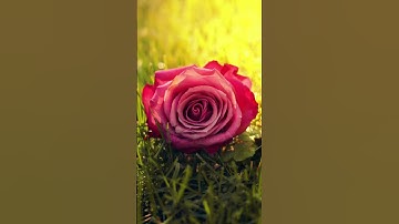 #قران_كريم اكتب شيئاً تؤجر عليه 🤍سـورة الزمر القارئ هَزاع ألبلوشي🤍