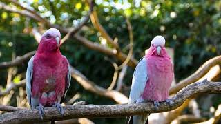 pink cockatoo facts | facts about the pink cockatoo for kids by Knowledge Inshort 183 views 8 months ago 2 minutes, 15 seconds