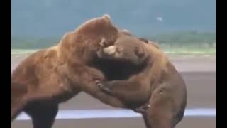 Amazing Wild Animals Attacks - Wild Animal Fights Caught On Camera | Wild Animals Ultimate Fights