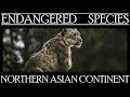 Endangered Species in northern Asian continent