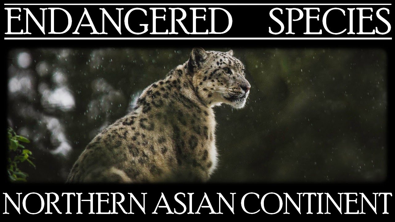 Endangered Species in northern Asian continent