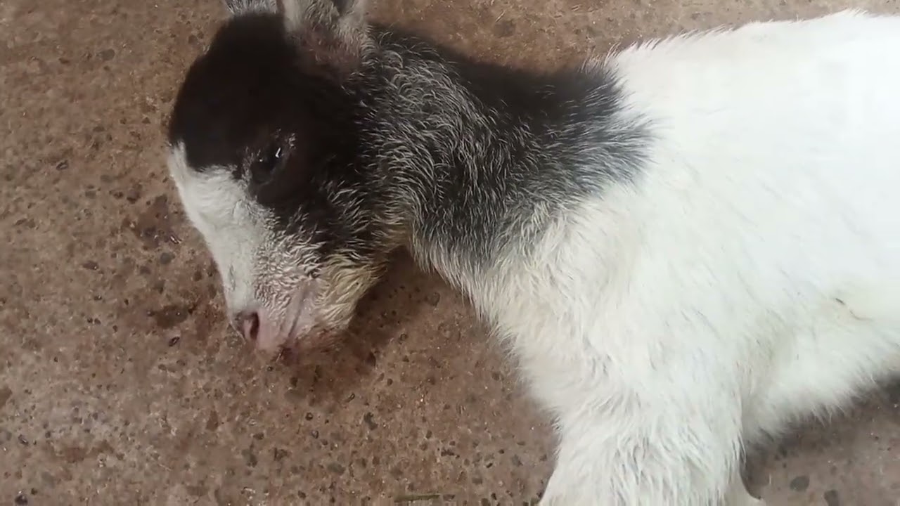 FEBRUARY 21,2026  CHALLENGE TO OVERCOME