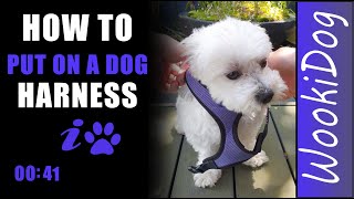 How to put on a Dog Harness and how to take off Dog Harness, Wookidog [Maltese Shih Tzu mix] #Shorts