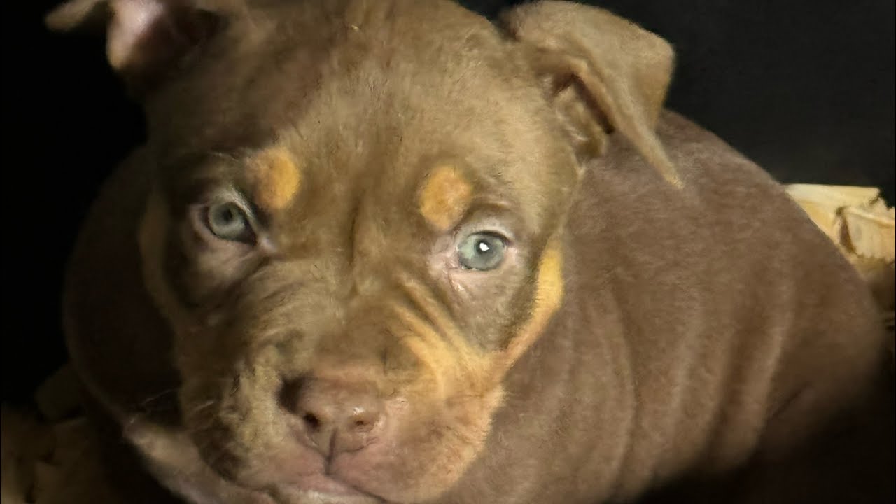 What Is The 5 In 1 Shot For Puppies