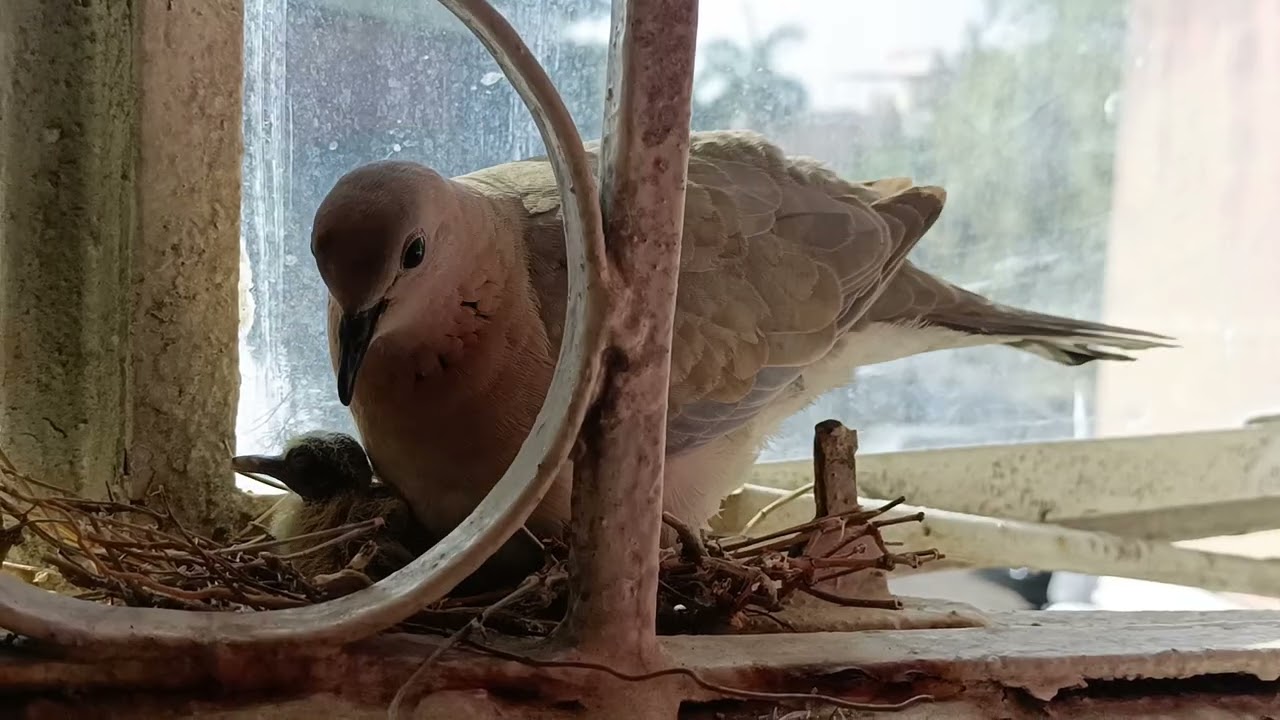 New born Bird baby Day 2