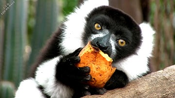 ZOO DA MAIA (parallax)