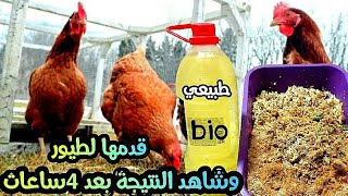 📣عشاق الدواجن🐓هذه الخلطة جد جد قوية💥قل وداعا للإسهالات🔥إنتاجية بووم💥 🐣 جربها وشاهد النتيجة في الحال🕝