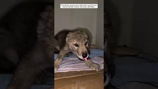 This family found a wolf cub alone and then saved it #wolf #wolfdog #shorts