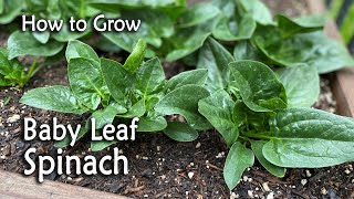 How to Grow Baby Leaf Spinach from Seed | Easy Planting Guide