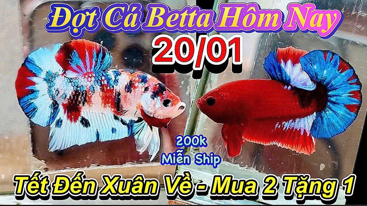 ❤️20/01/2026_Clip Betta Mới Cực Đẹp_KM MUA 2 TẶNG 1_Đơn 200k Miễn Ship_Săn Cá Đẹp_Hàng Tuyển❤️