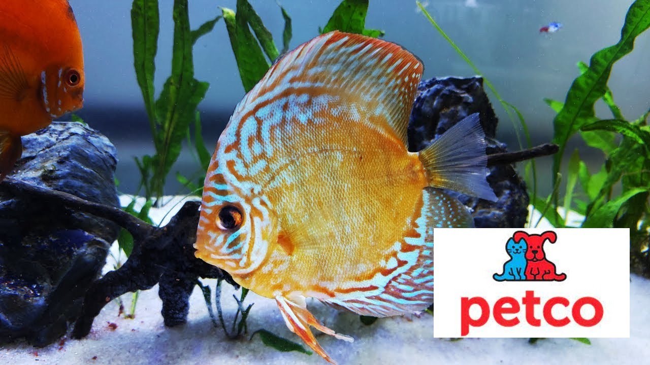 Discus Now You Can Now Buy Discus Fish At A Big Box Pet Store… Guess Where? - YouTube